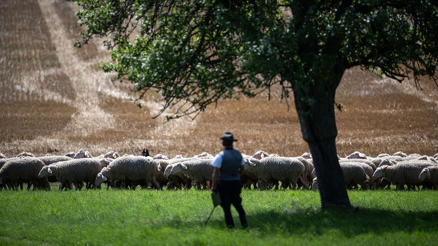 Schafhaltung: Herden beim Thüringer Schäfertag in Aktion