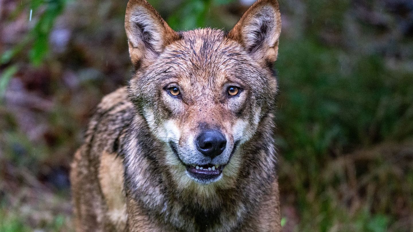 In Naturgebiet: Niederlande verschärfen Warnung nach Wolfsattacke auf Kind